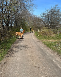 Varför inte njuta av en Alpackavandring nu när vi börjar få så härligt väder 😍🦙