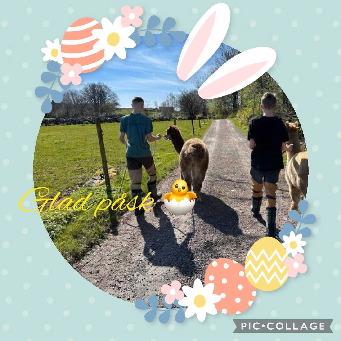 Dela mina vänner 🤩

Nästa helg den 26/4 kan man boka årets första alpacka vandring hos oss. In och boka 
alpackavandring.se