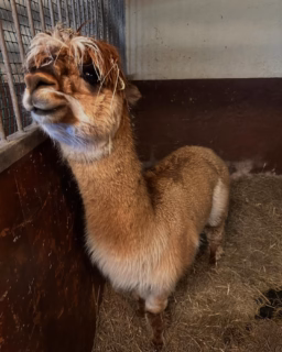 Alpackorna fick en ny frisyr i fredags 🙈 bild 1 före bild 2 efter 🦙🦙🦙✂️