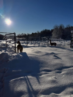 Nästan en halv meter snö, Alpackorna njuter i solen idag 🌞