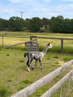 Vi har fått tillökning på Björkhaga! Vi hälsar Kaj och Hasse välkomna till Gården. 🦙🦙